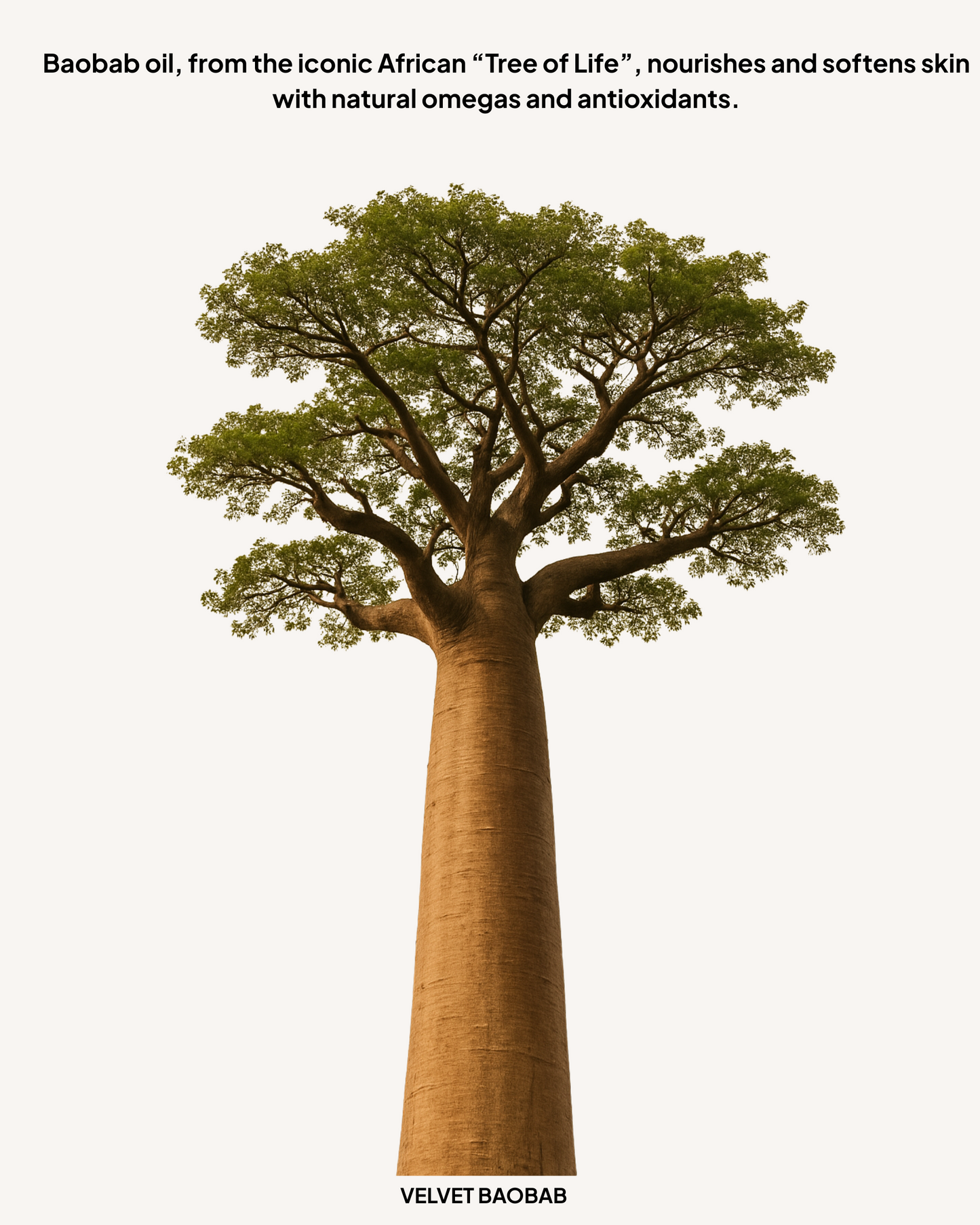 Velvet Baobab